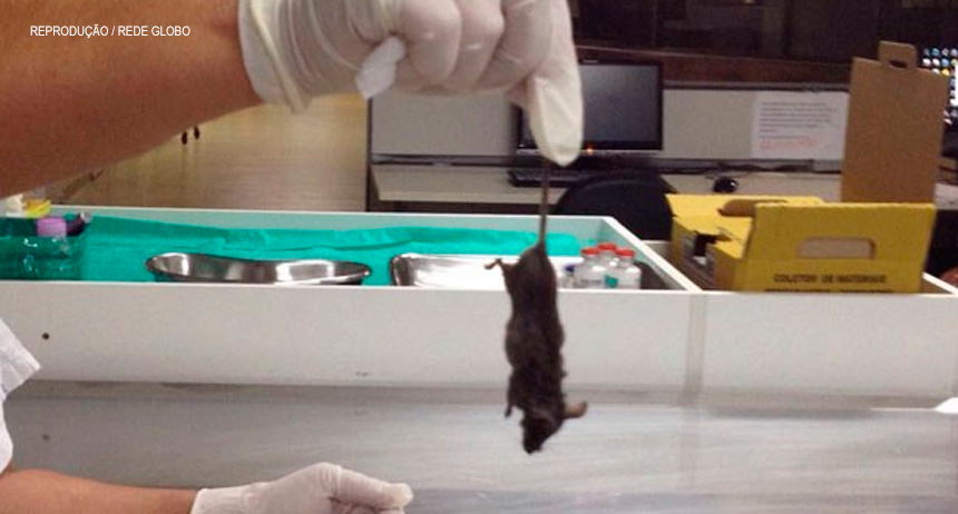 ‘Quem não tem gato pulguento, foge de ratos’, esse é o caso no Hospital Regional da Asa Norte
