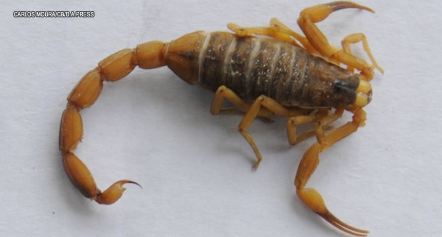 Casos de acidentes com escorpiões aumentam 45% no Distrito Federal