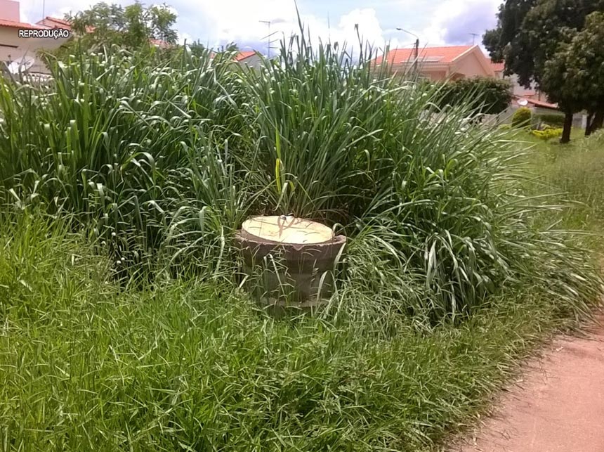 Guará: Chamem o Tarzan