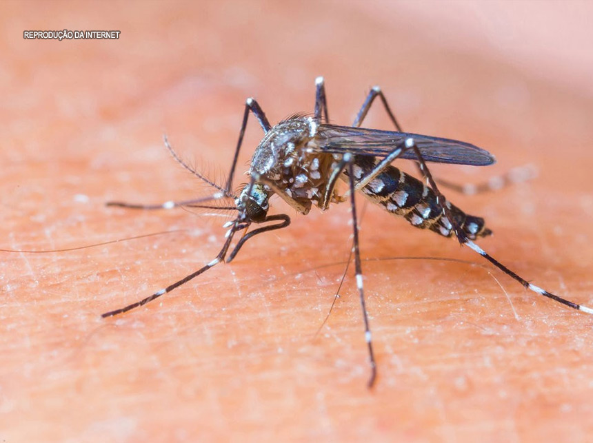Dengue teve 312 casos prováveis no ano