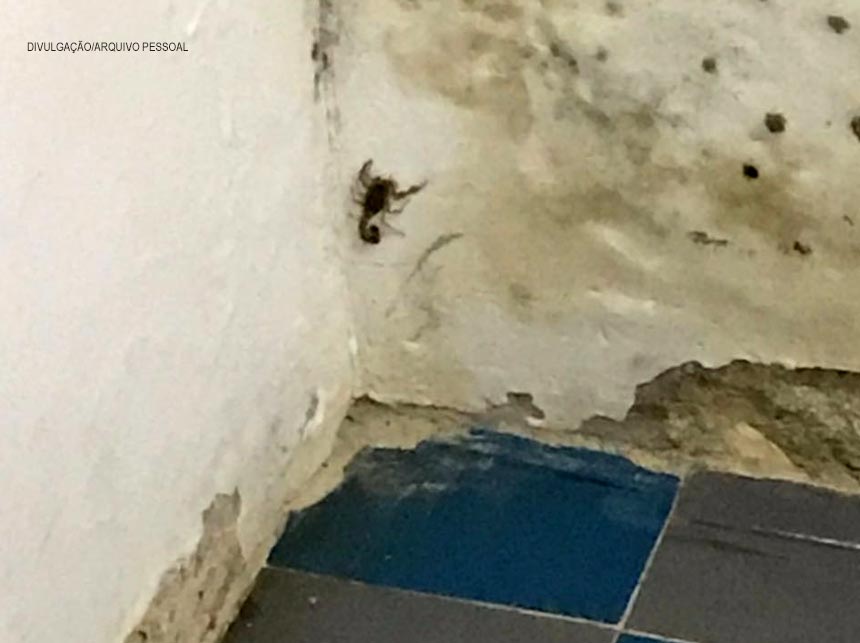 “Tem escorpião no nosso repouso. Fique de olho!”, alerta profissional de enfermagem no Hospital de Planaltina