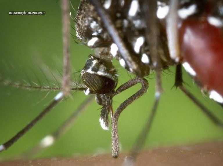 DF teve 417 casos prováveis de dengue desde janeiro deste ano