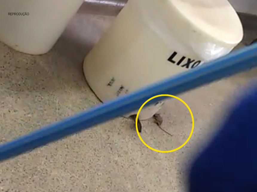 Don Raton Júnior morre ao tentar escapar de exame no Laboratório Regional em Ceilândia