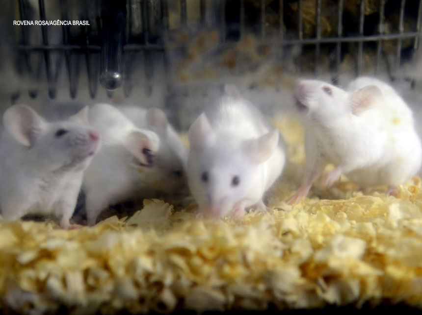 Pesquisa indica que vírus Zika cura tumor avançado no sistema nervoso