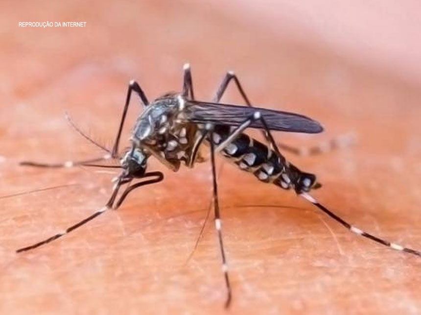 DF e mais de mil cidades brasileiras podem ter surto de Dengue, Zika e Chikungunya