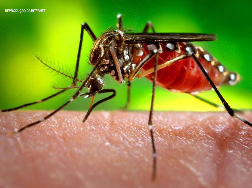 Ministério da Saúde alerta para aumento de 149% dos casos de dengue no país