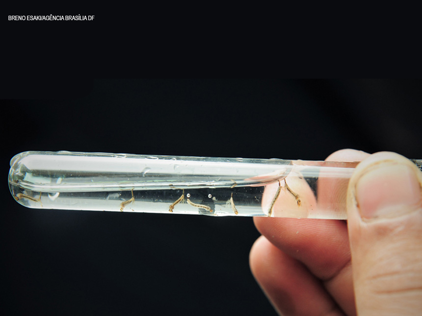 Trégua da natureza: Casos de dengue devem diminuir com a chegada da seca