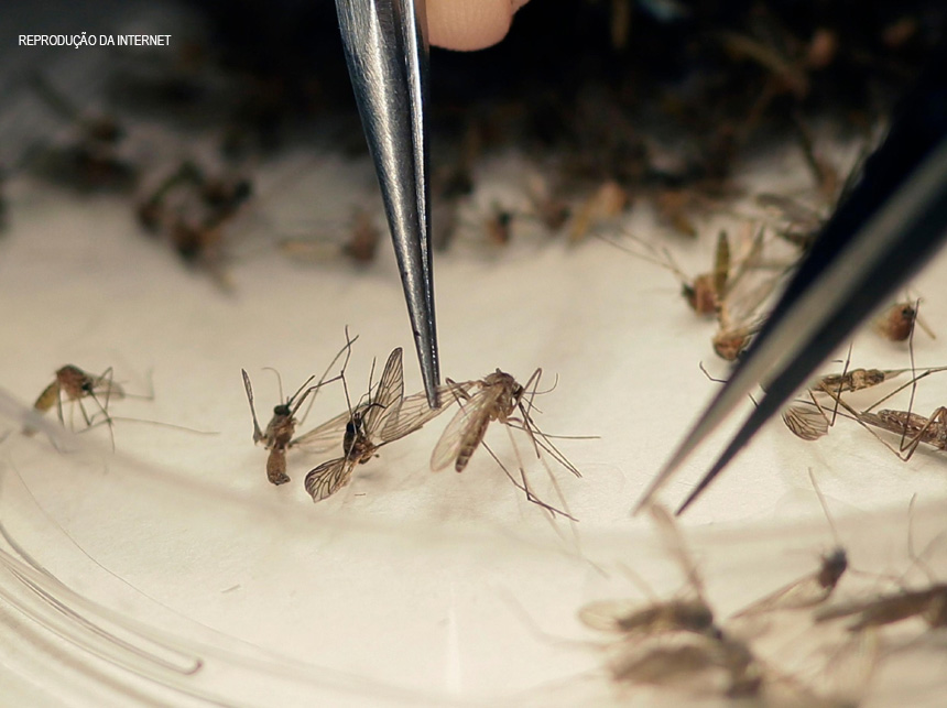 Secretaria de Saúde registra 16 mortes e 19,8 mil casos de dengue no DF em 2019