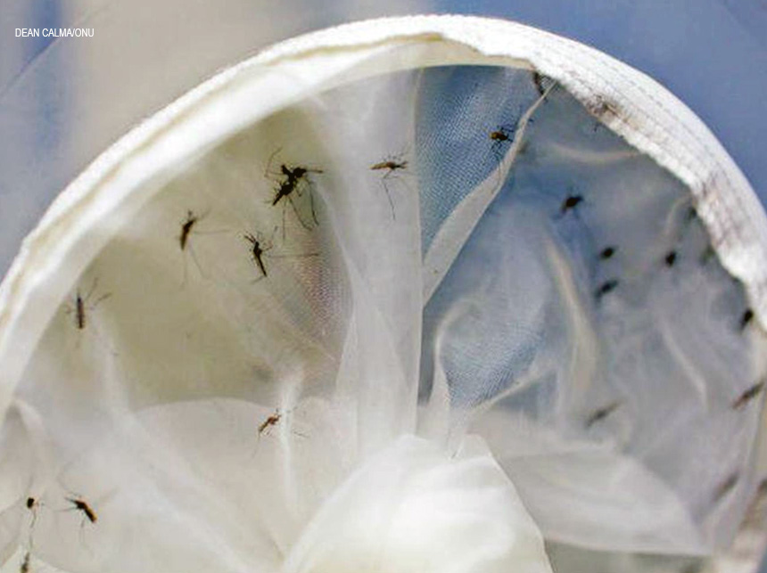 ‘Primo’ do chikungunya: Pesquisadores querem saber se vírus mayaro está em circulação no Rio