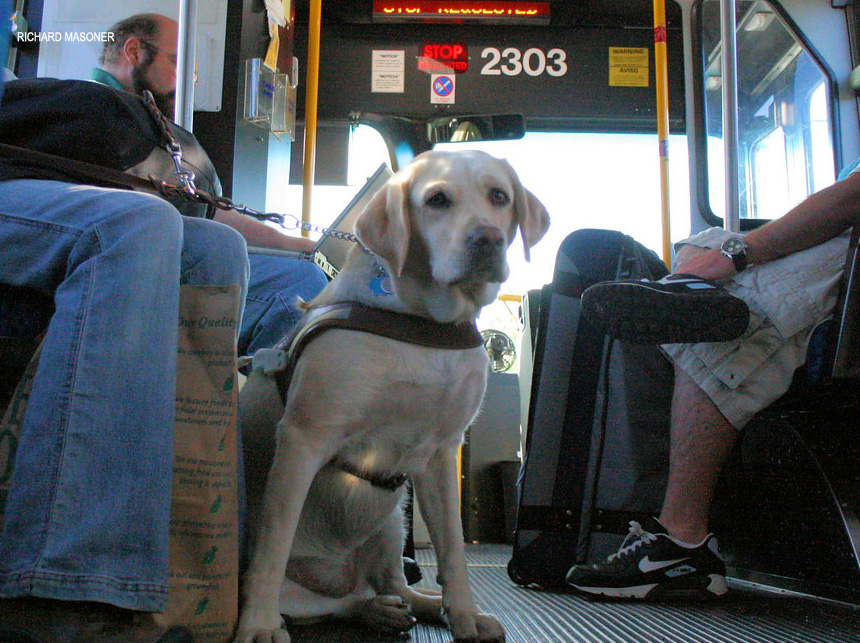 Distritais aprovam projeto que autoriza passageiros a levarem animais de estimação no transporte público