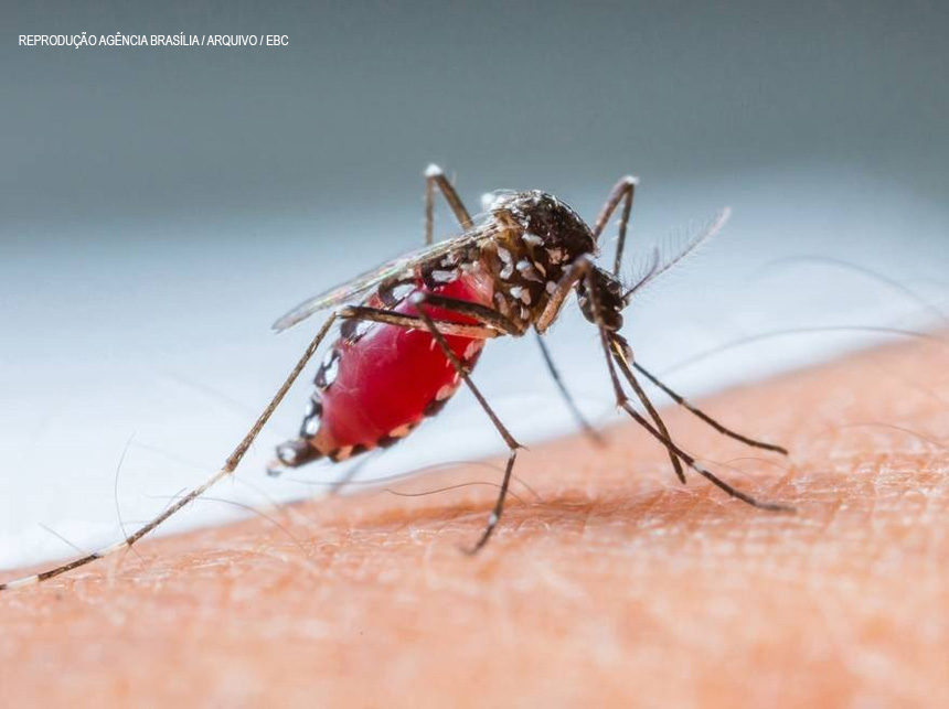 Profissionais de saúde alertam para ressurgimento do tipo 3 da dengue