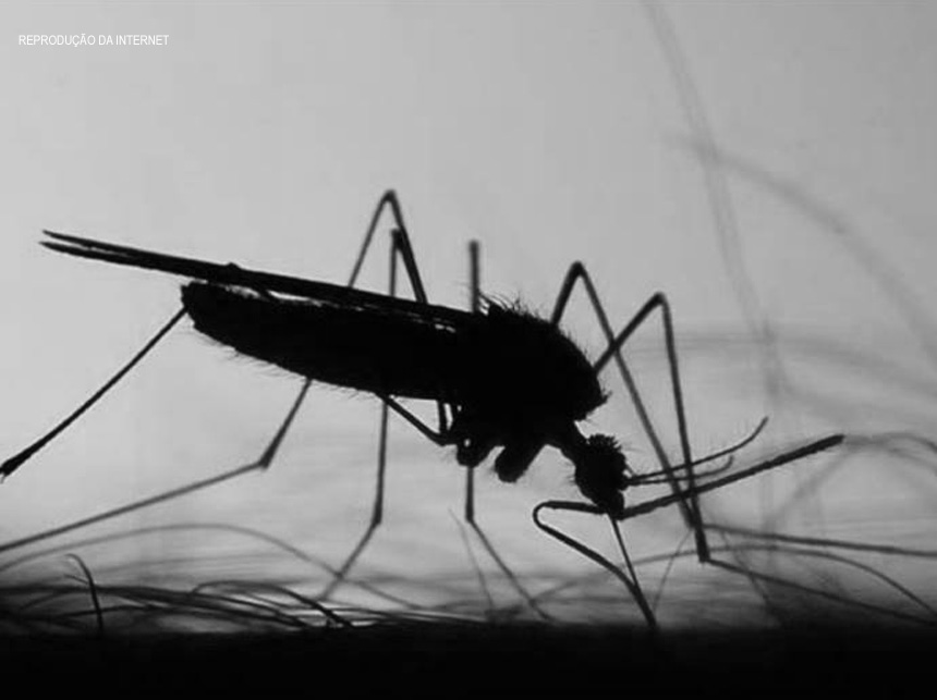 Dengue: 27.694 casos de dengue notificados e 26 mortes são contabilizadas no DF