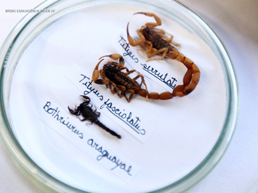 Vigilância Ambiental do DF recebeu 824 pedidos de inspeção contra escorpiões desde janeiro