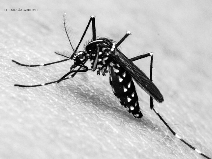 Casos de dengue caem 62% em 2020 em São Sebastião