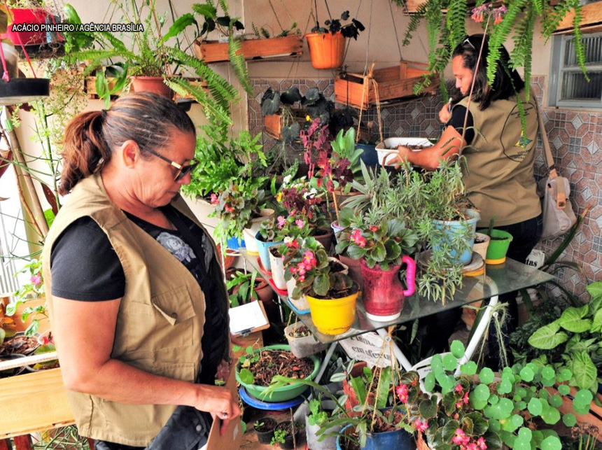 GDF planeja ação de combate à dengue, chikungunya e zika vírus