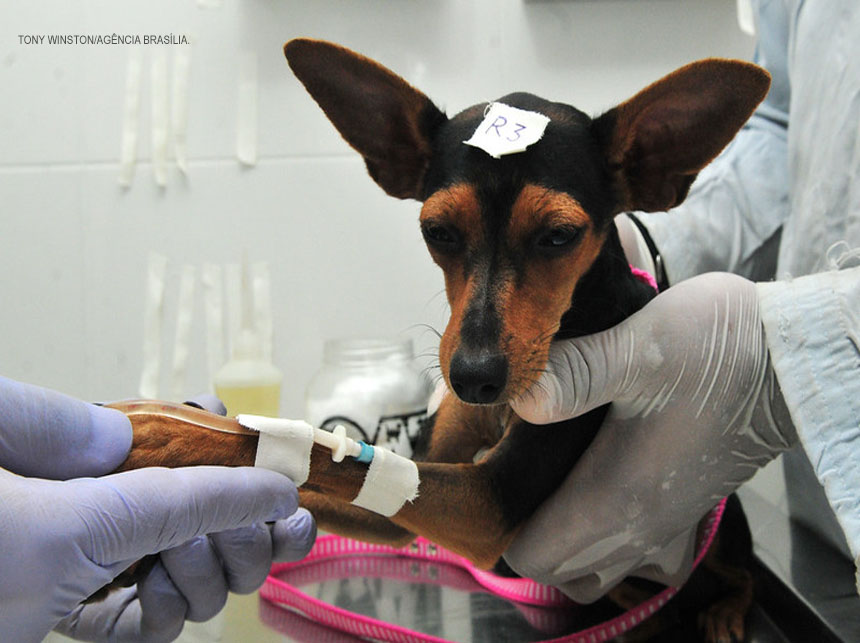 Estão abertas mil inscrições para castração de cães e gatos