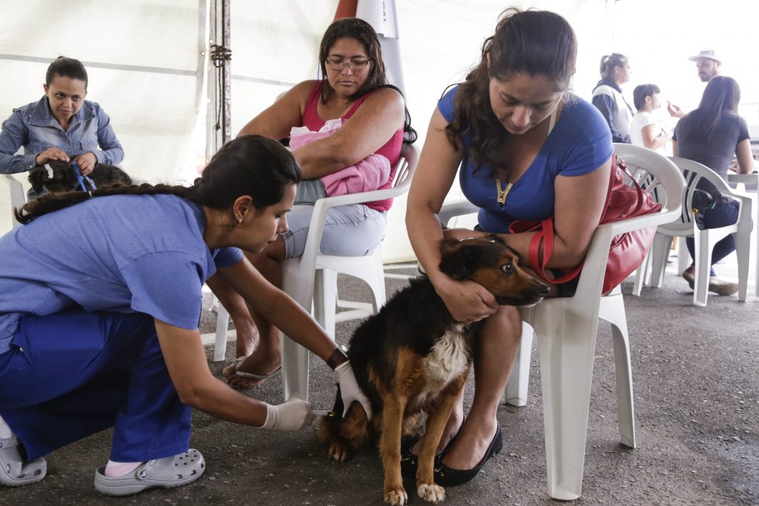 Aprovada a Política de Castração de Cães e Gatos
