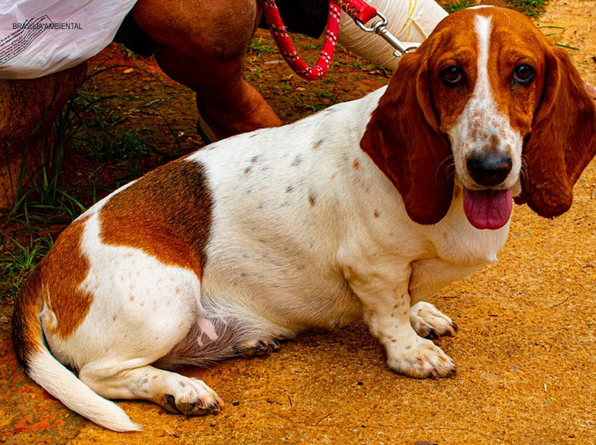 Eficiência no atendimento marca o início das castrações em 2020