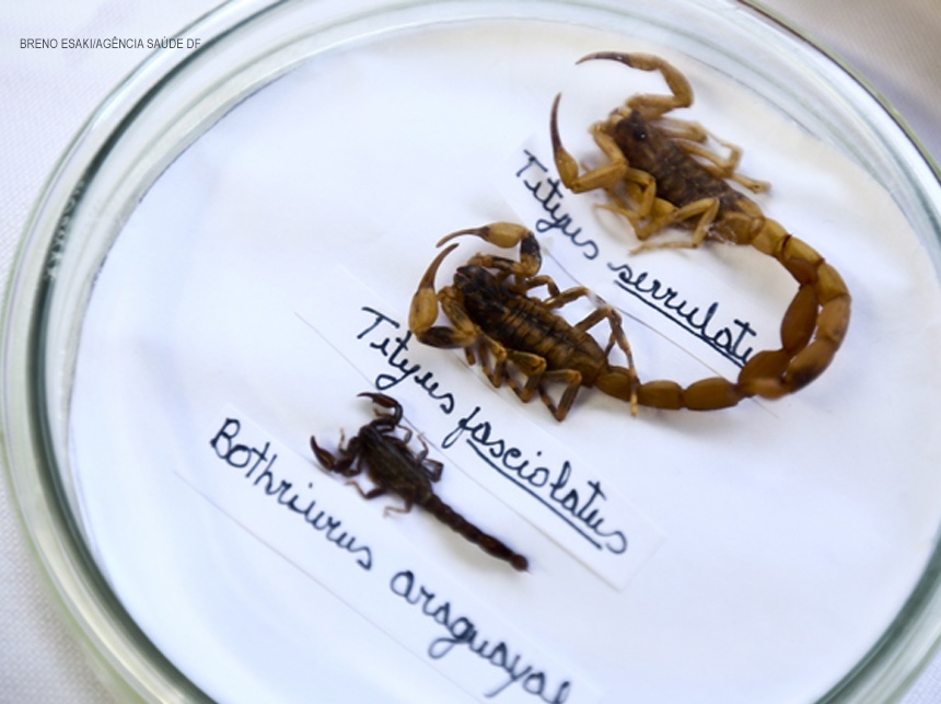 Limpeza adequada ainda é a melhor forma de prevenir o surgimento de escorpiões