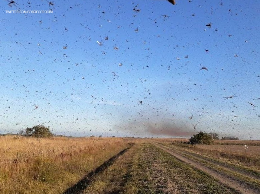 Nuvem de gafanhotos está próxima do Rio Grande do Sul