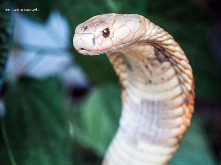 Os rastros das cobras: Zoo recebe mais 18 serpentes criadas ilegalmente