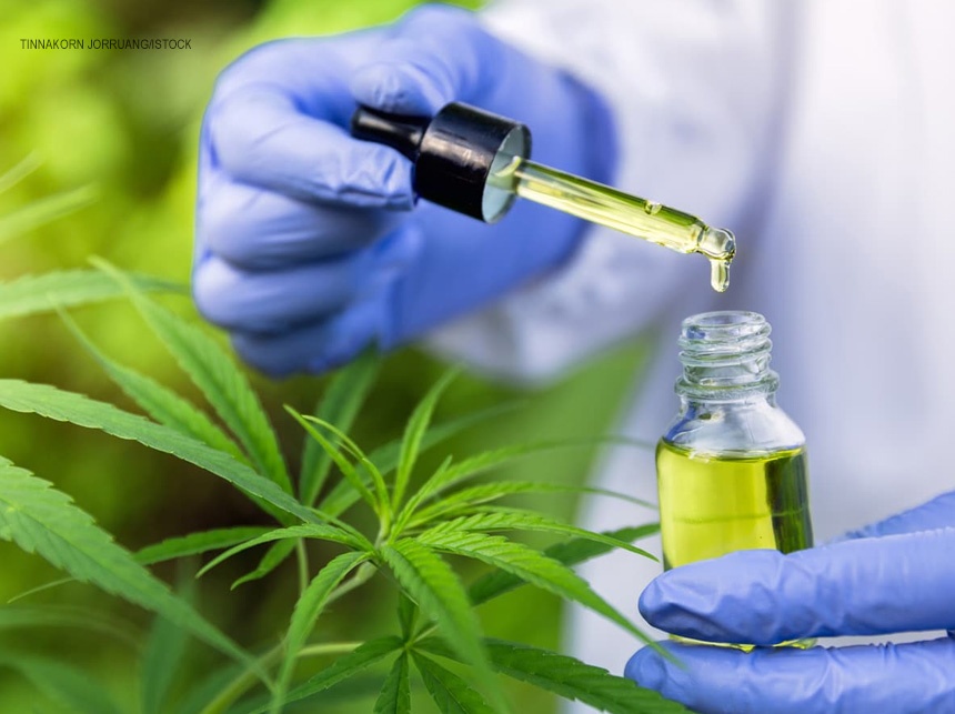 Associações e pesquisadores defendem legalização do plantio de cannabis para uso medicinal