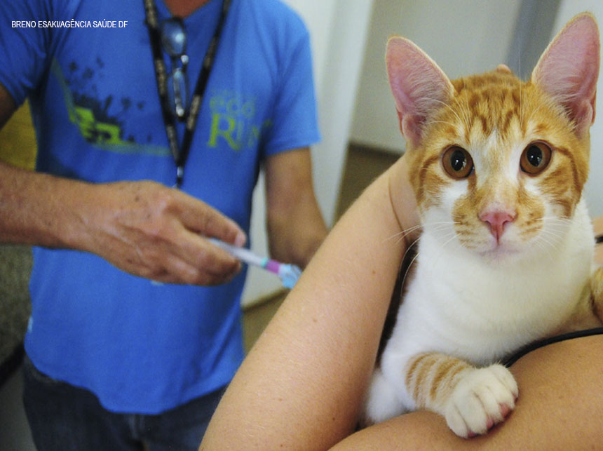 Campanha de Vacinação Antirrábica tem data alterada no DF