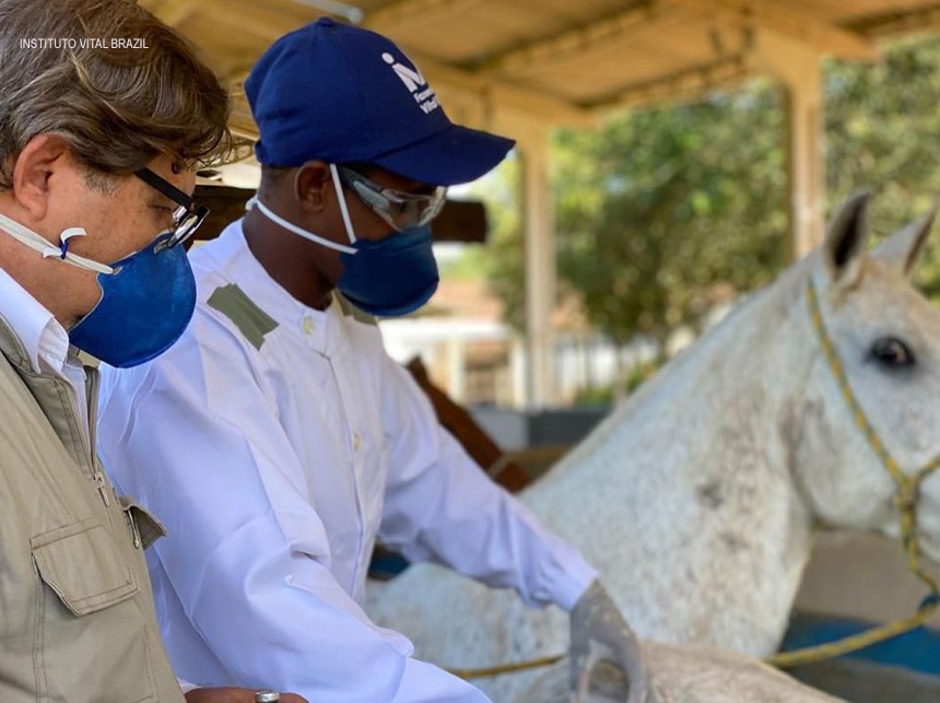 Soros produzidos por cavalos têm anticorpos potentes para covid-19