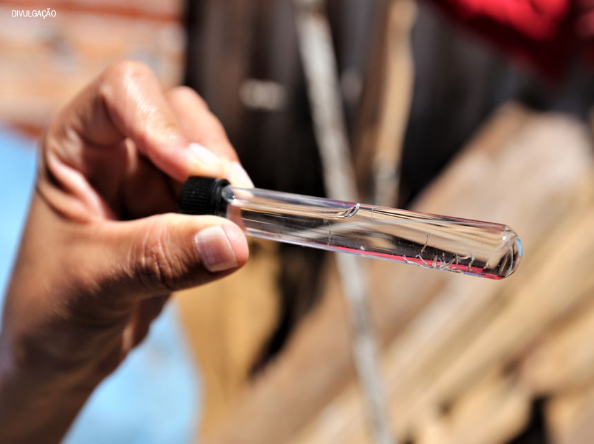 Com início das chuvas, população deve eliminar criadouros de Aedes aegypti