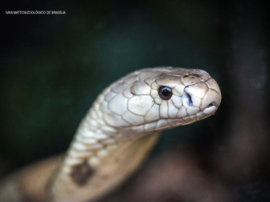 Ministério Público denuncia quatro pessoas no caso da cobra naja