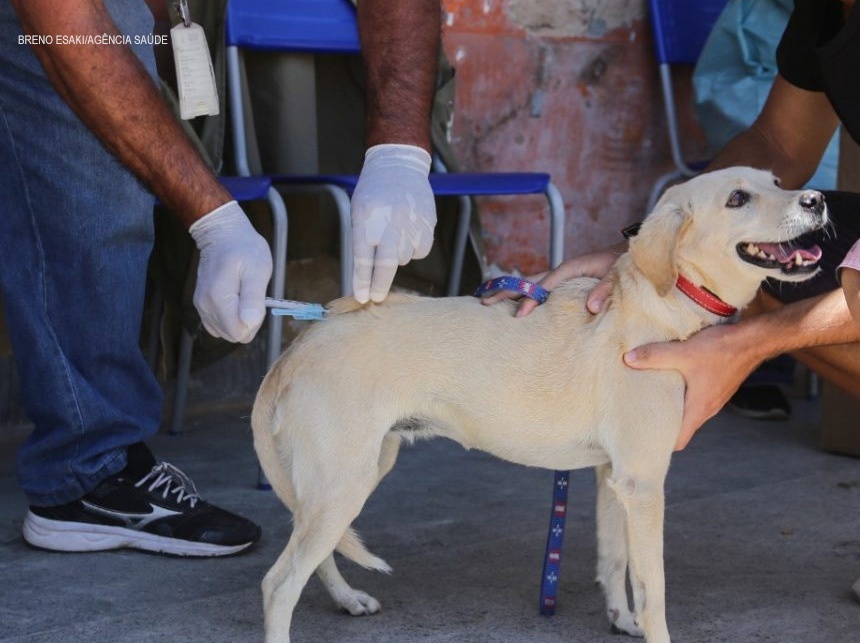 GDF inicia vacinação antirrábica em área urbana
