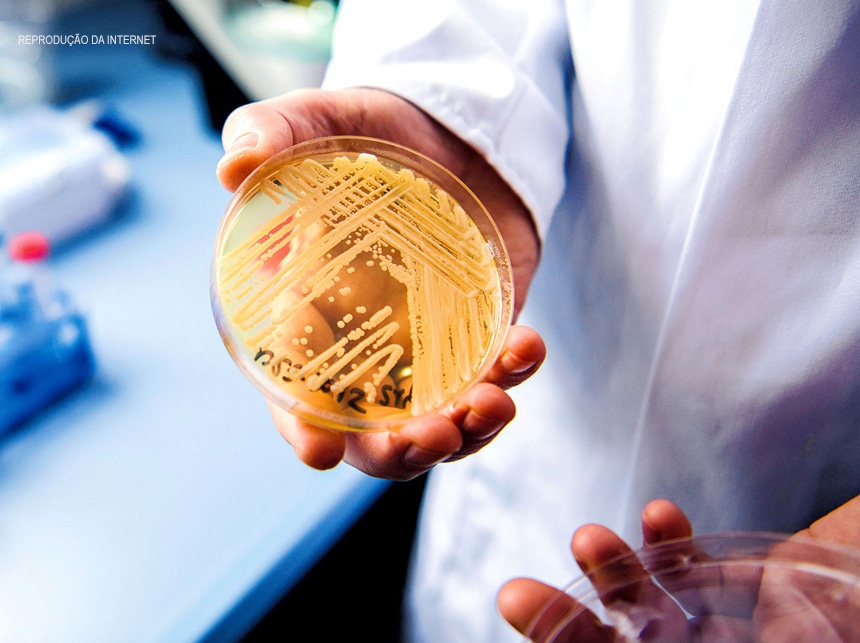 Superfungo no Brasil: Anvisa publica alerta de risco após confirmar caso de Candida auris