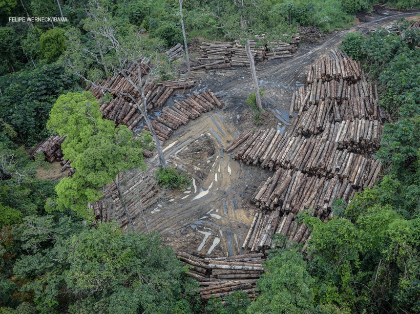 Bolsonaro e Salles devem prestar informações ao STF em ação sobre desmatamento