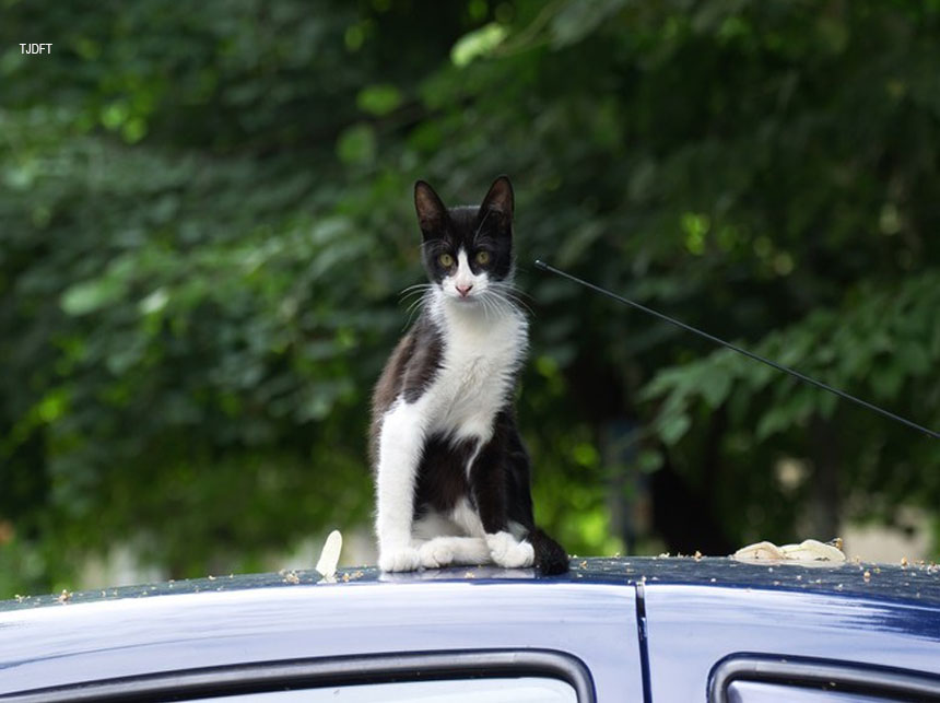 Justiça condena dona de gatos a custear conserto de veículo arranhado
