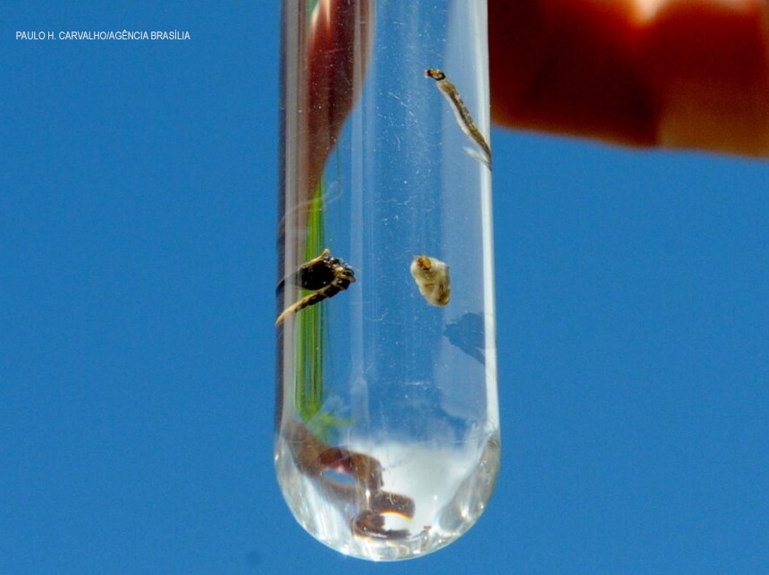 Estado do Rio de Janeiro decreta epidemia de dengue