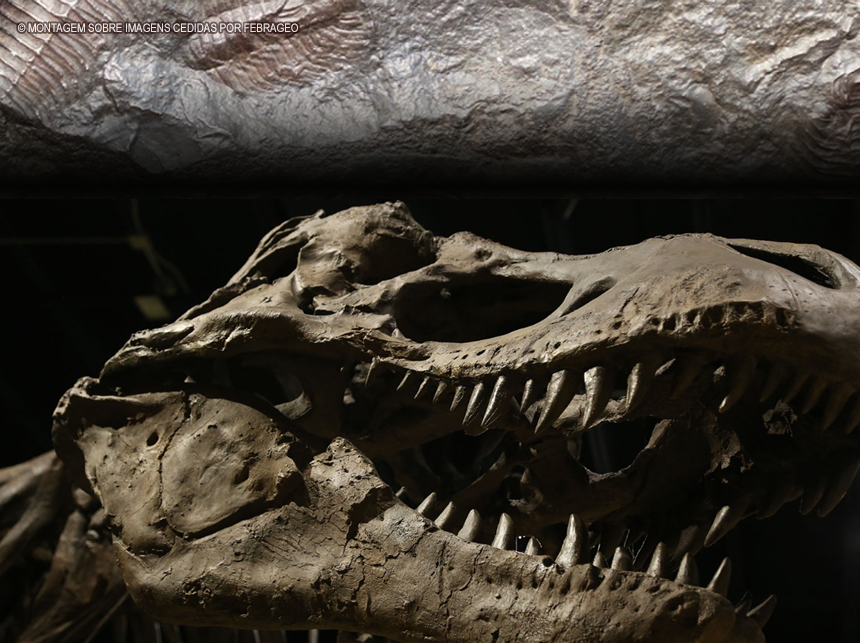 Fósseis e a legislação brasileira: o que é preciso mudar?