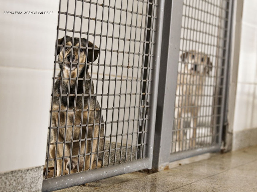 Quer adotar um animal? Saiba como