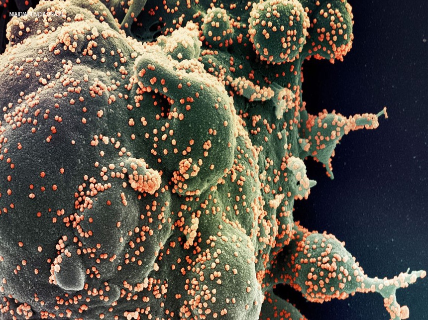 Ministério confirma cinco casos da variante Ômicron no Brasil