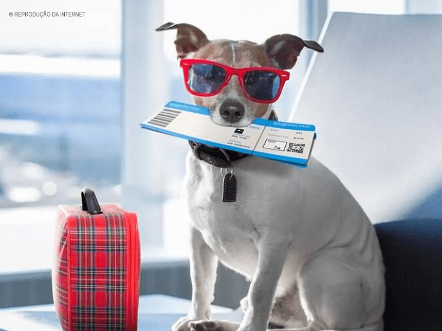 Turismo com pets se mantém em alta no país. Conheça destinos Pet Friendly