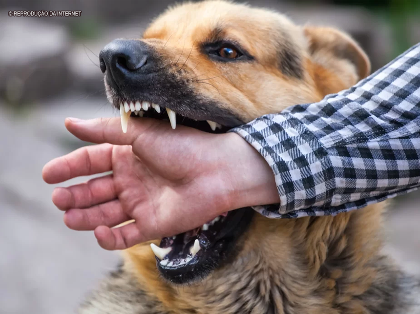 Com primeiro registro de caso de raiva humana, Secretaria de Saúde antecipa vacinação antirrábica