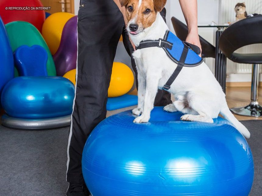 Pets na fisioterapia: tratamento garante saúde e qualidade de vida para animais de estimação