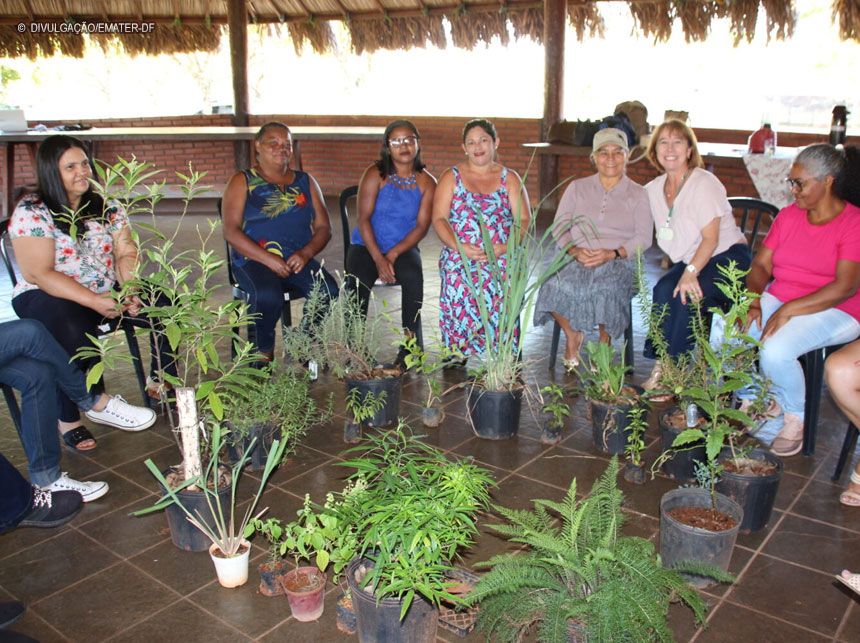 Curso gratuito ensina sobre o cultivo de plantas medicinais
