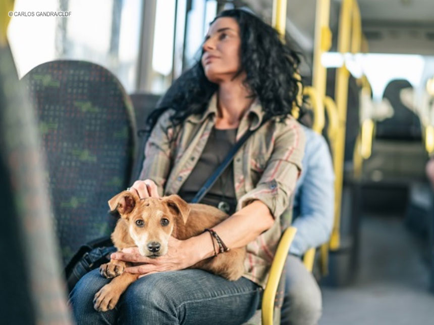 Pets com coleira e guia agora podem ser levados em ônibus e metrôs do DF