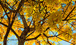 banner_728x90_etempodepaz