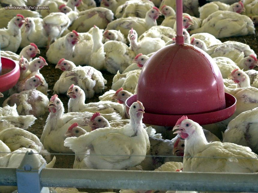 OMS confirma primeira morte por gripe aviária no mundo