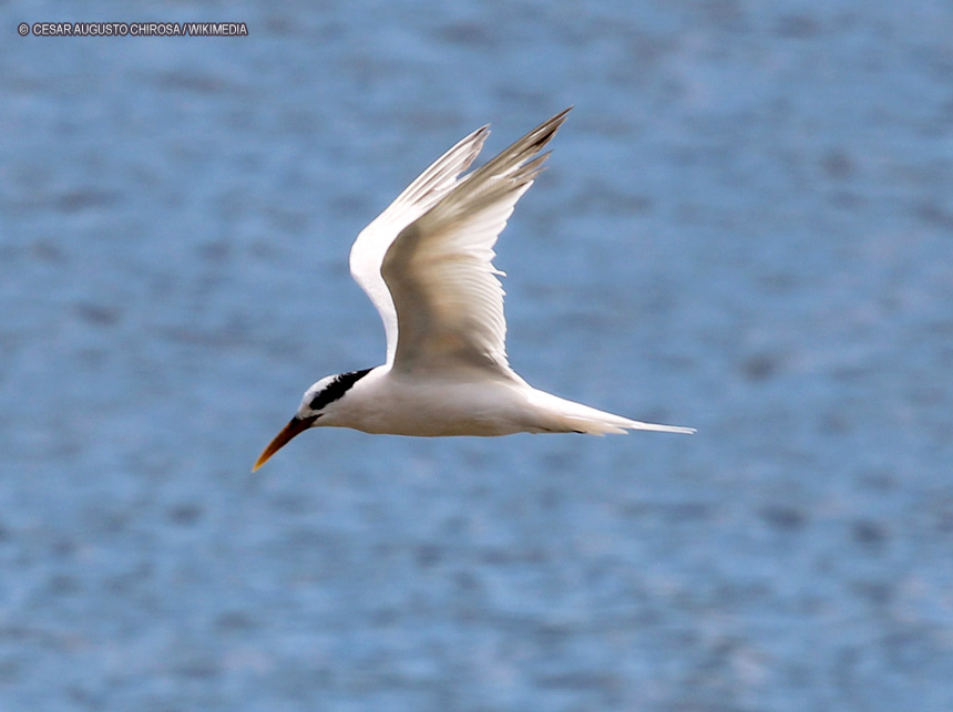 Estado do Rio registra terceiro caso de gripe aviária