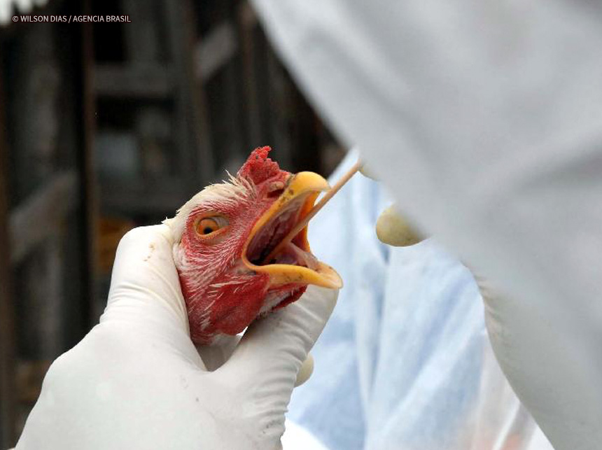 Primeiros casos de gripe aviárias em animais silvestres são confirmados no país