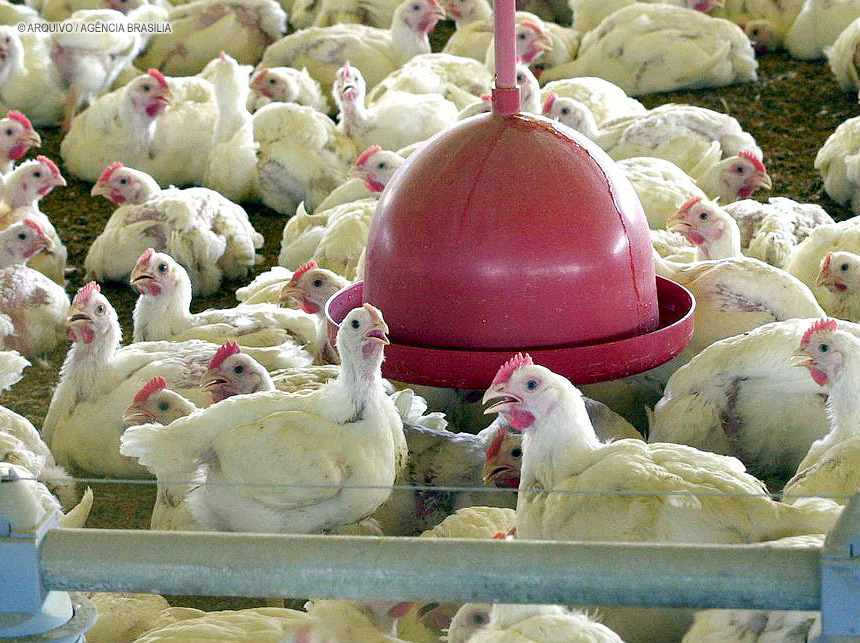 GDF elabora plano de emergência para combater influenza aviária