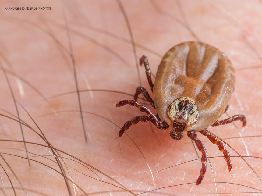 Saúde atualiza para 53 os casos de febre maculosa, com 8 mortes