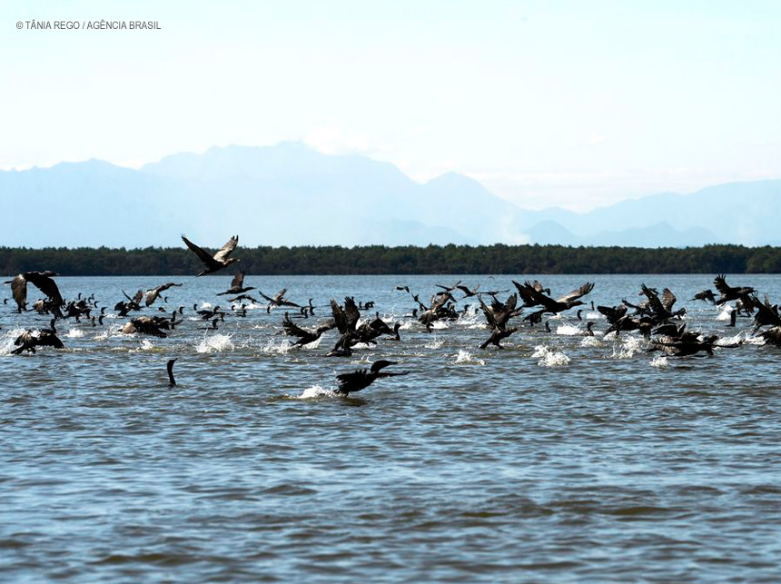 Gripe aviária: Espírito Santo proíbe turistas em ilhas de Vitória